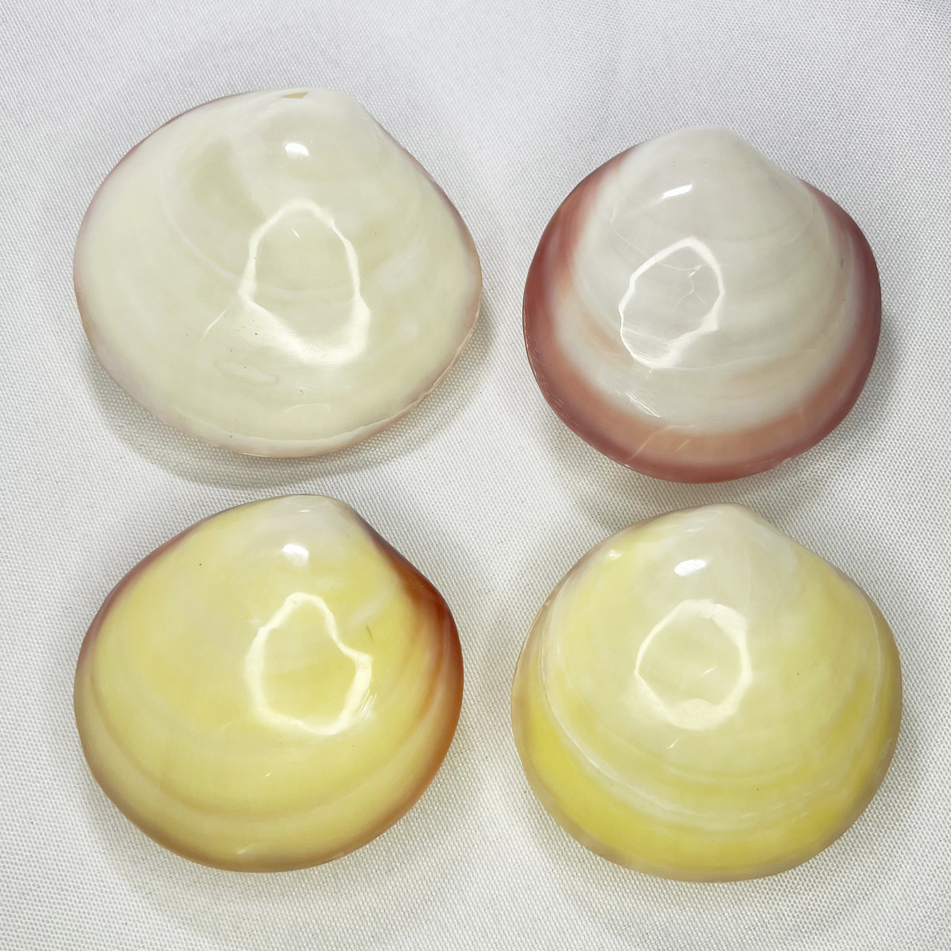 Marine Aquarium Home - Natural Gari Shell - Pink Clam
