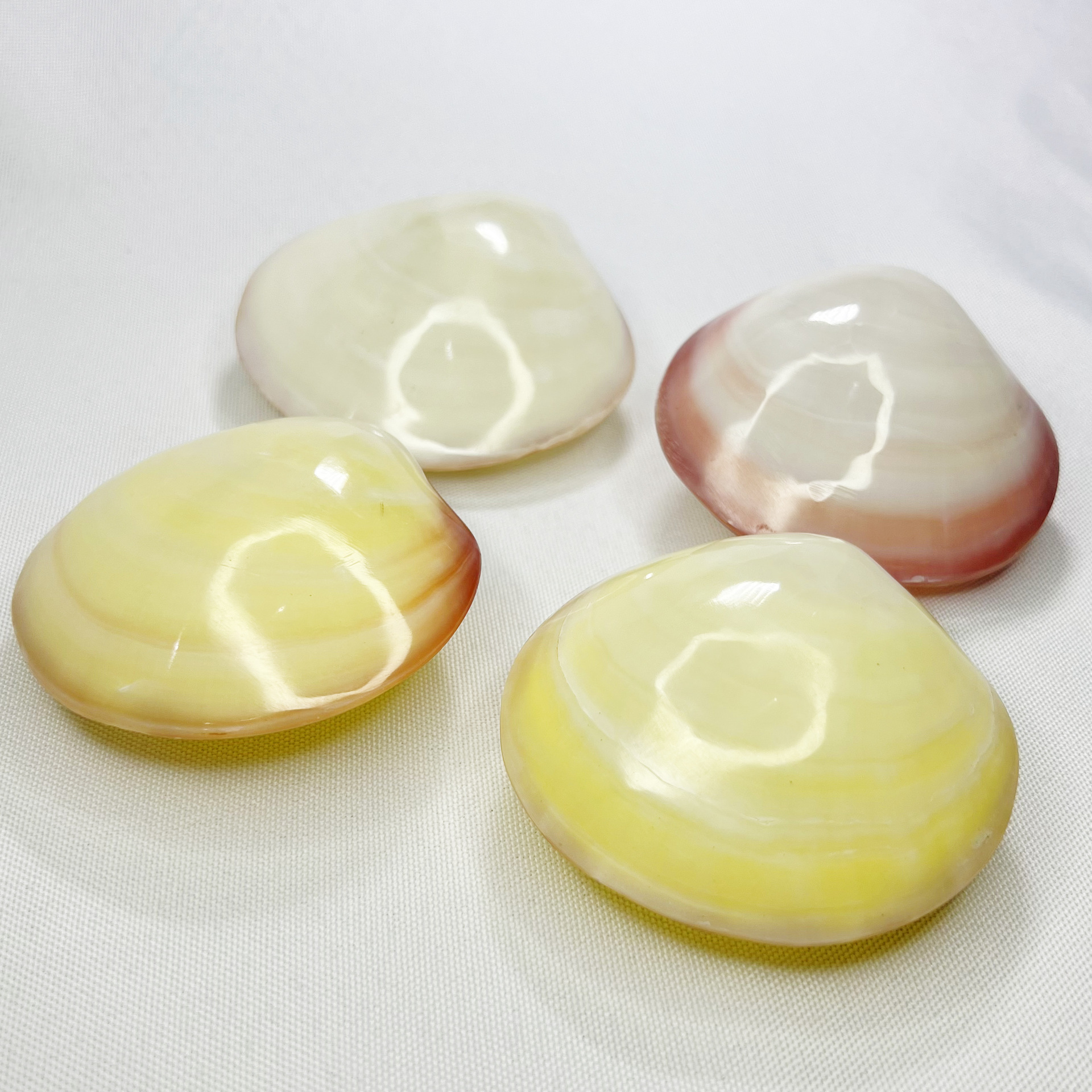 Natural Gari Shell - Pink Clam - Marine Aquarium Home reseña y precio