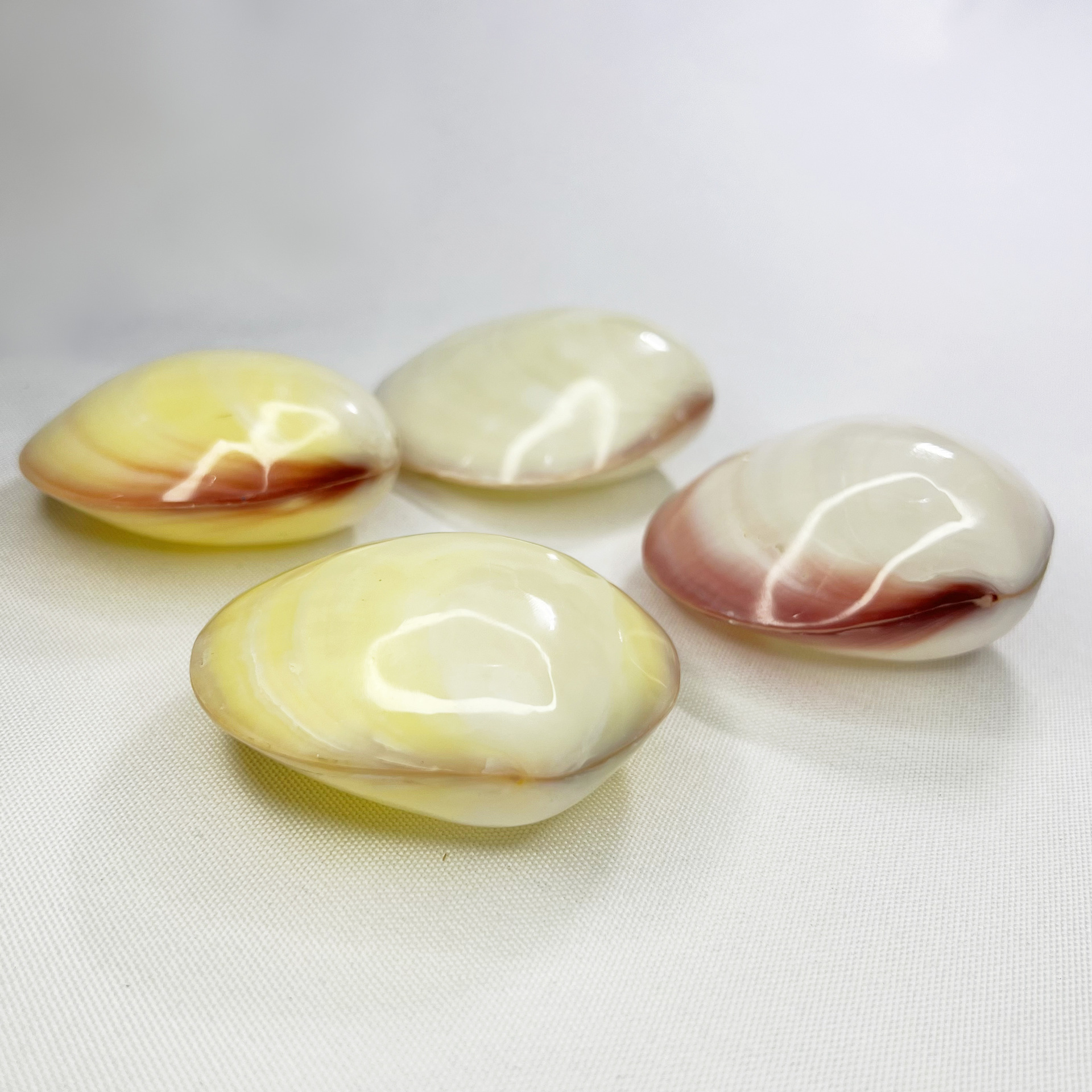 Natural Gari Shell - Pink Clam - Marine Aquarium Home reseña y precio