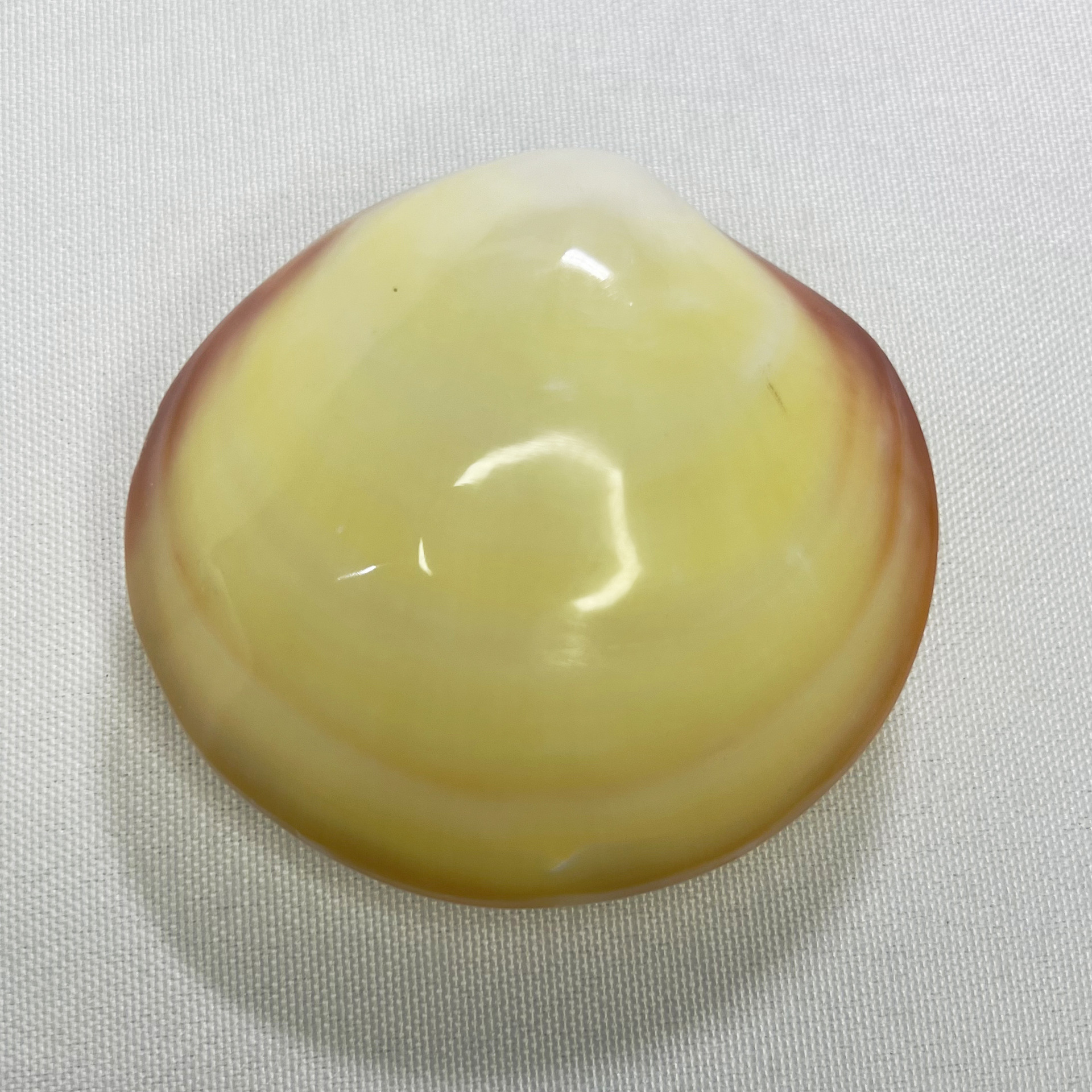 Natural Gari Shell - Pink Clam - Marine Aquarium Home reseña y precio