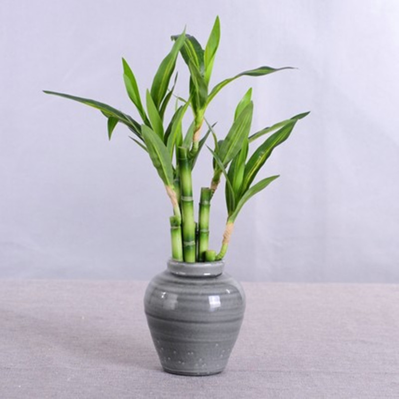 New 40cm rFtificial Lucky Bamb - Aquarium Marine Plants reseña y precio