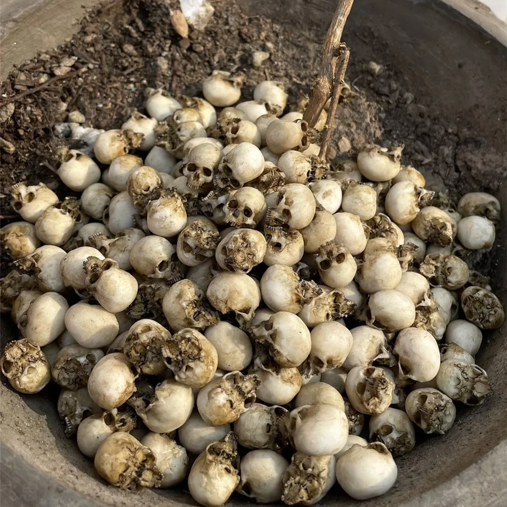 Mini Skull High Quality Miniat - Aquarium Marine Plants reseña y precio