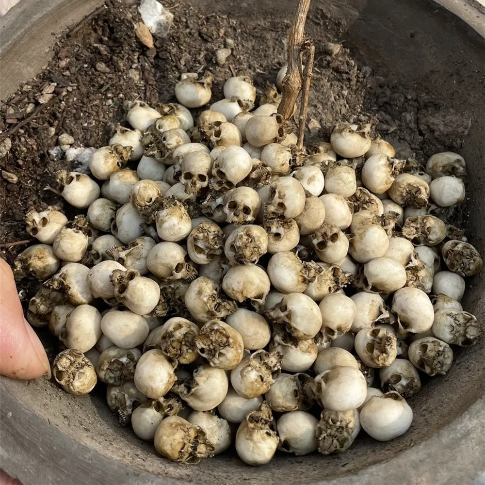 Mini Skull High Quality Miniat - Aquarium Marine Plants reseña y precio