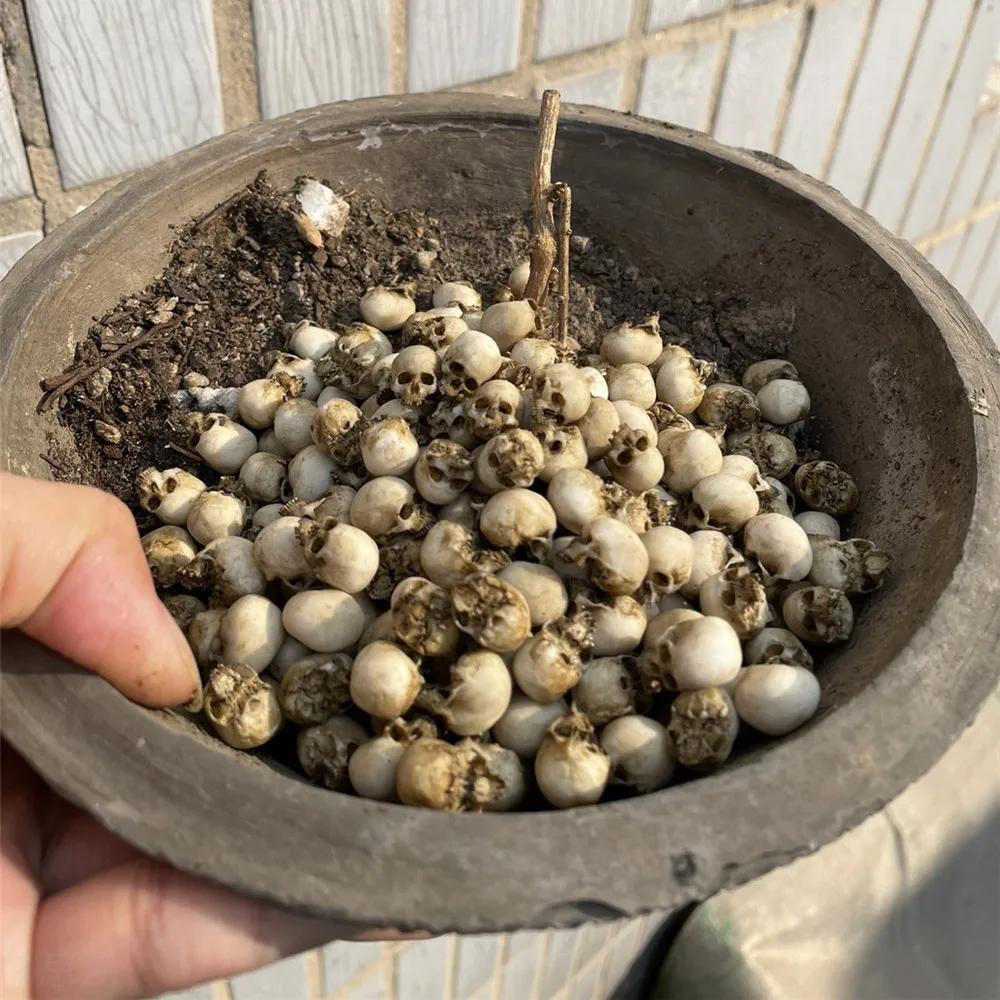 Mini Skull High Quality Miniat - Aquarium Marine Plants reseña y precio