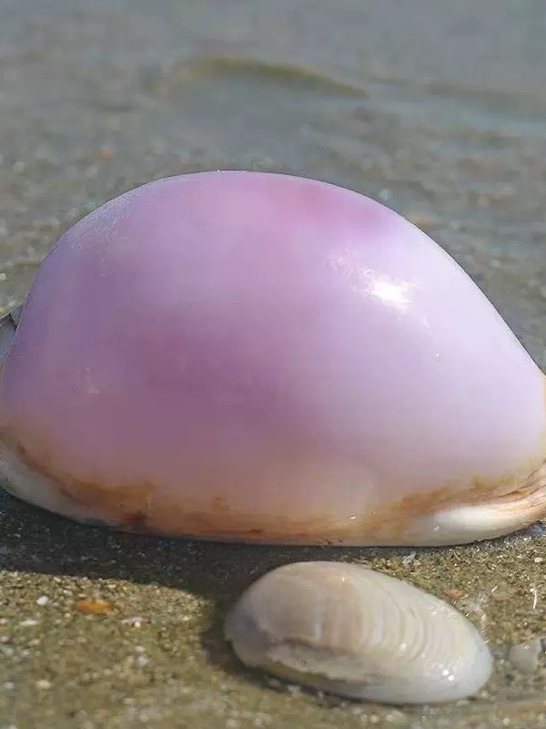 Rare l Sea Snail ell Aquarium  - Marine Aquarium Home reseña y precio