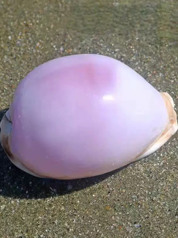 Rare l Sea Snail ell Aquarium  - Marine Aquarium Home reseña y precio