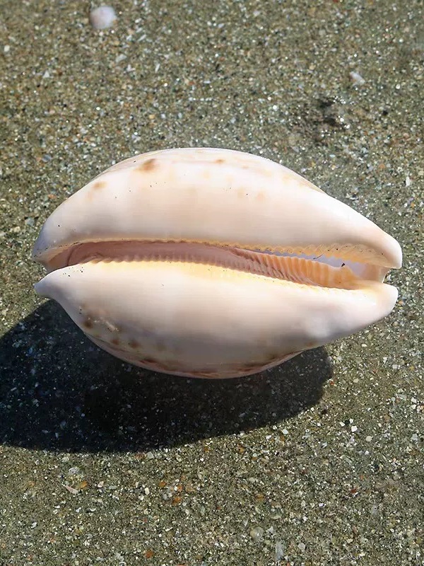 Rare l Sea Snail ell Aquarium  - Marine Aquarium Home reseña y precio